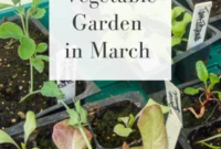 Kickstarting Your March Vegetable Garden: Plan Prepare Plant