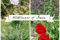 Greece’s Wild Blooms