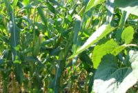 Mastering Weed-Free Corn Cultivation