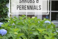 Grow Gorgeous: Your August Bloom Planner