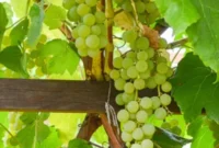 Growing Table Grapes Successfully