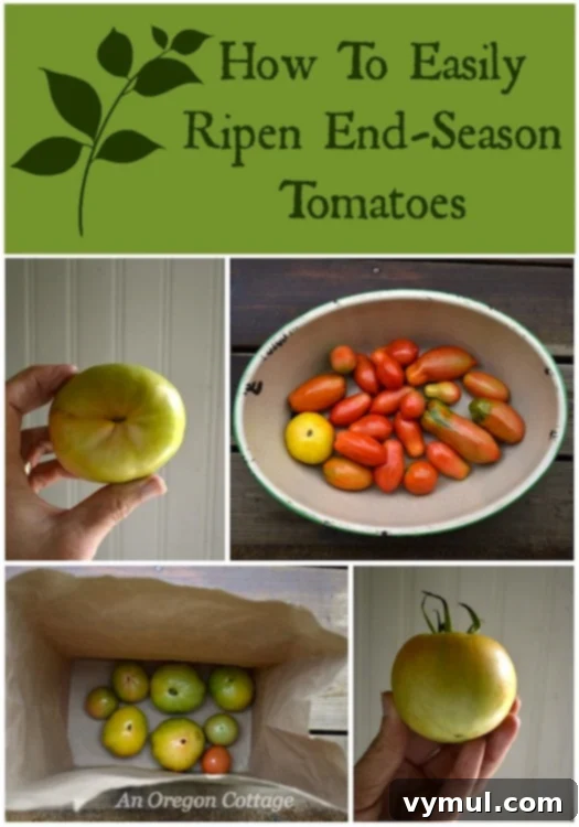 How to Easily Ripen End-of-Season Tomatoes :: An Oregon Cottage