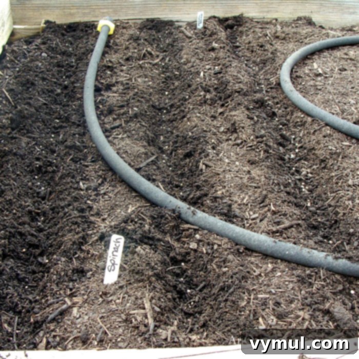 planting spinach rows