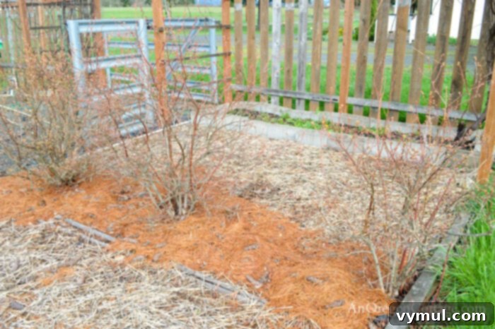 March blueberries mulched