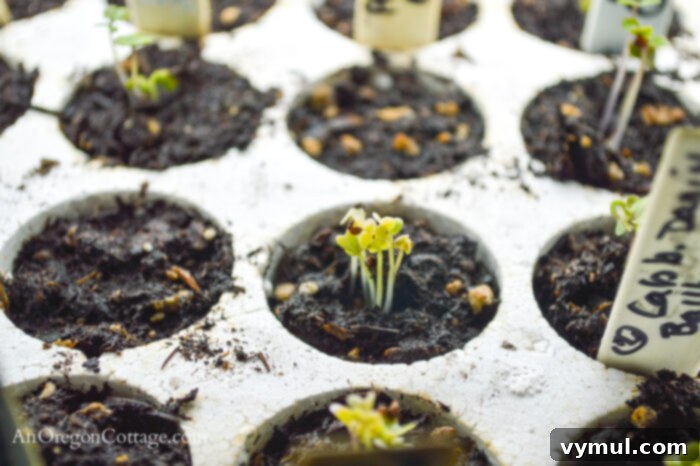 cabbage seeds Sprouting