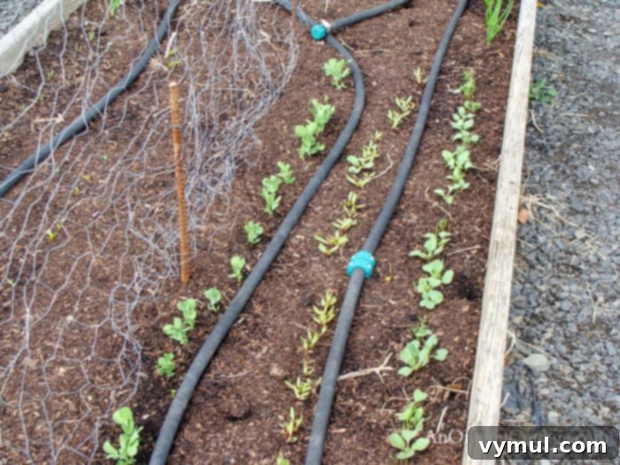 Freshly planted peas, beets, carrots, and radishes growing in an April garden bed.