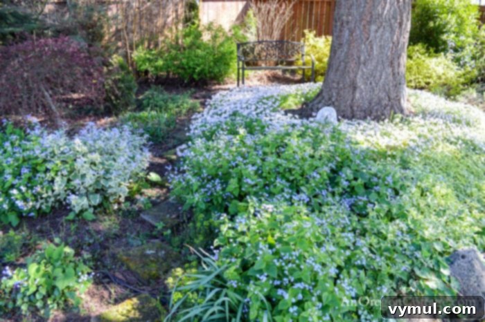 Delicate phlox and brunnera blooming in a shady garden bed, showcasing spring flowers.