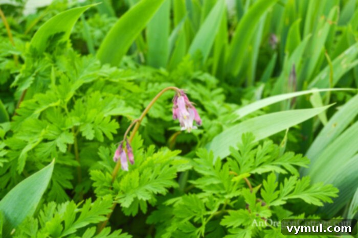 Close-up of a wild bleeding heart bud in a garden, symbolizing new spring growth.