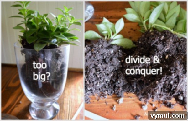 Revamp Your Space for Spring: Decor & A Quick Terrarium 5 Simple 10-Minute Terrarium Divide-Conquer Strategy for More Plants