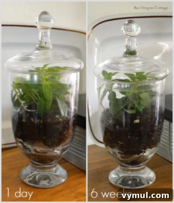 Revamp Your Space for Spring: Decor & A Quick Terrarium 6 10-Minute Terrarium Progress - Day 1 vs. 6 Weeks Later Showing Growth