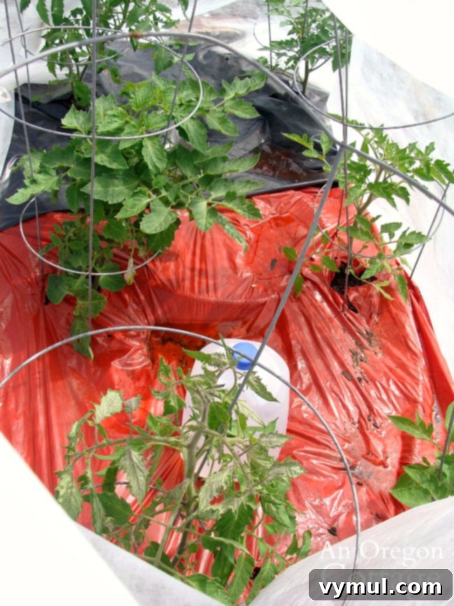 tomatoes under cover with water jugs