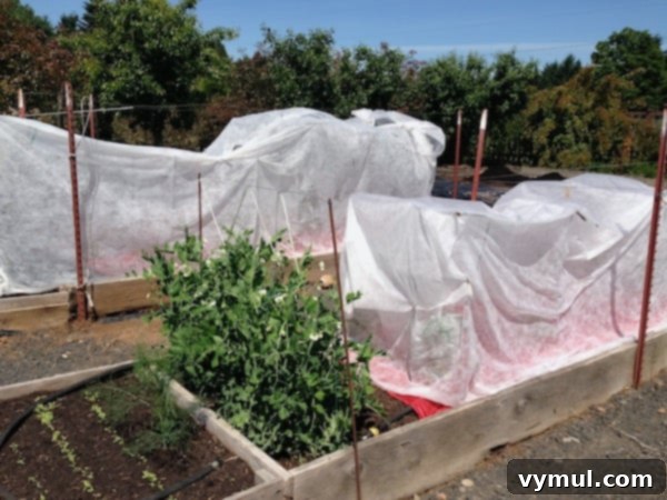 Covered tomatoes 6-13