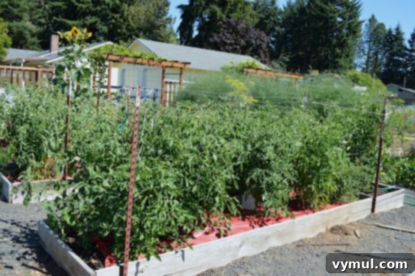 Tomato raised beds - An Oregon Cottage