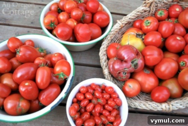 How to Plant Tomatoes and Have Them Thrive