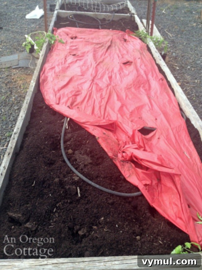 raised bed prepped for tomatoes