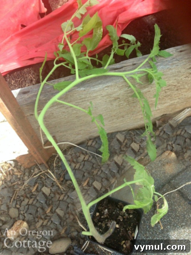 lanky tomato seedling