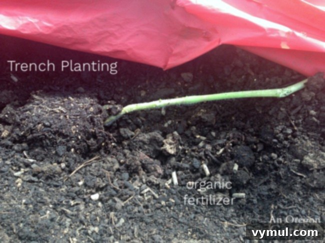 planting tomato transplant