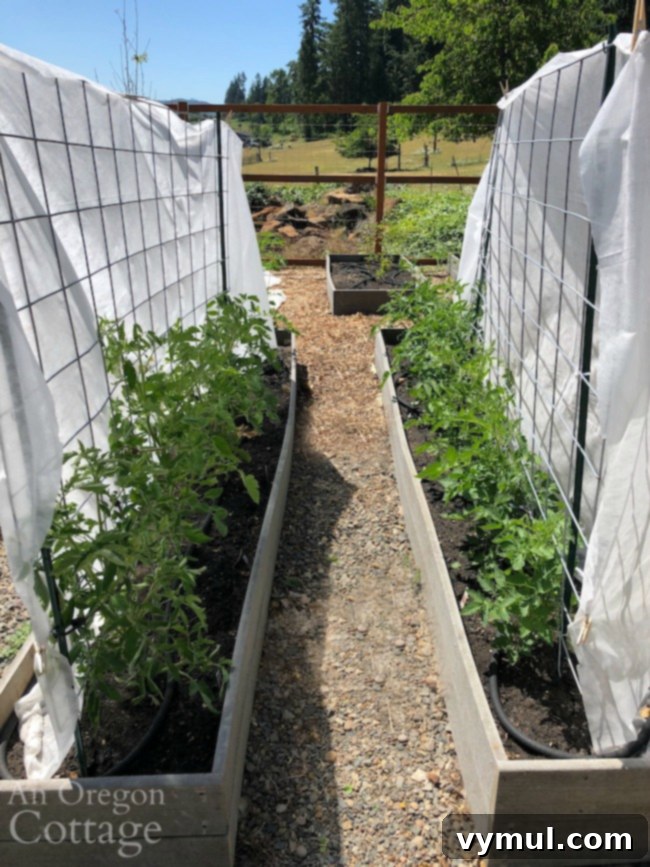 Tomatoes in raised beds-cattle panels