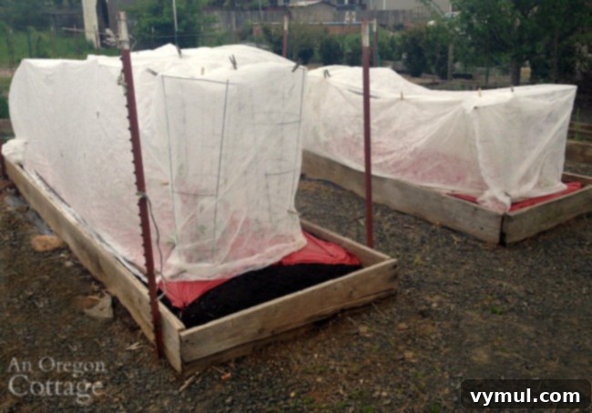 tomatoes planted with row covers