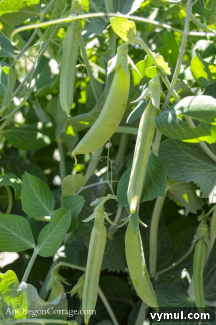 June Gardening Guide PNW Edition 3 June snap peas on plants, ready for harvest in the summer vegetable garden.