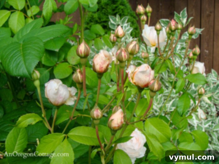 June Gardening Guide PNW Edition 4 D. Austin Windemere rose bush blooming beautifully in June, a highlight of the flower garden.