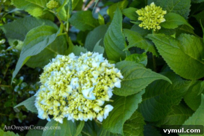 June Gardening Guide PNW Edition 5 Hydrangea buds showing promise in the June garden, adding lush green to the landscape.