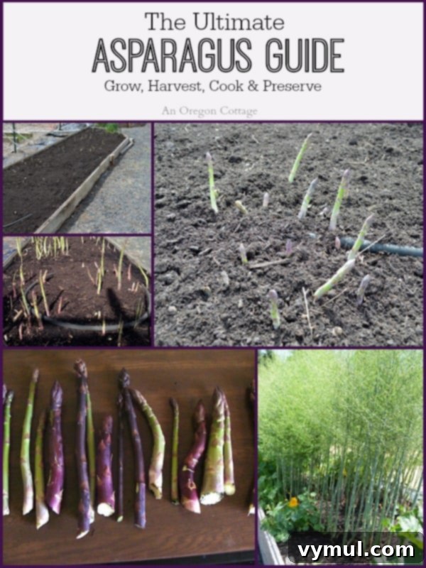 Mastering Asparagus: From Planting to Plate and Beyond 2 Ultimate Asparagus Guide showing lush asparagus growing in a garden bed.