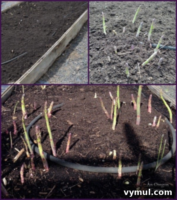 Mastering Asparagus: From Planting to Plate and Beyond 3 Ultimate Asparagus Guide with images of healthy asparagus growing in a raised garden bed.