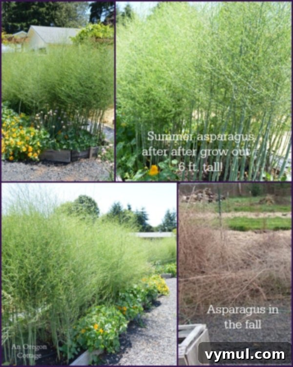 Mastering Asparagus: From Planting to Plate and Beyond 4 Ultimate Asparagus Guide showing asparagus growing into a huge six-foot-tall hedge in summer.