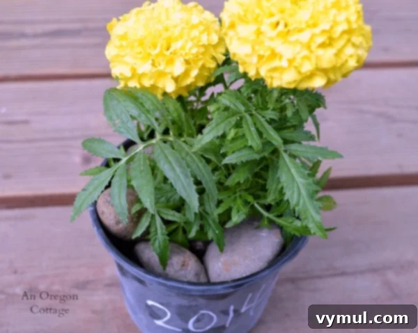 Dollar Store Chalkboard Pot Makeover 4 Dollar Store Chalkboard Centerpiece Weighted With Rocks - An Oregon Cottage