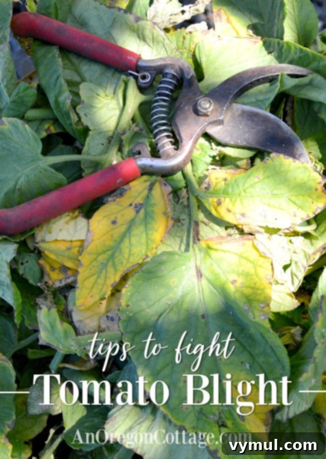 Protect Your Tomatoes From Early Blight 2 blighted tomato leaves in bucket with pruners