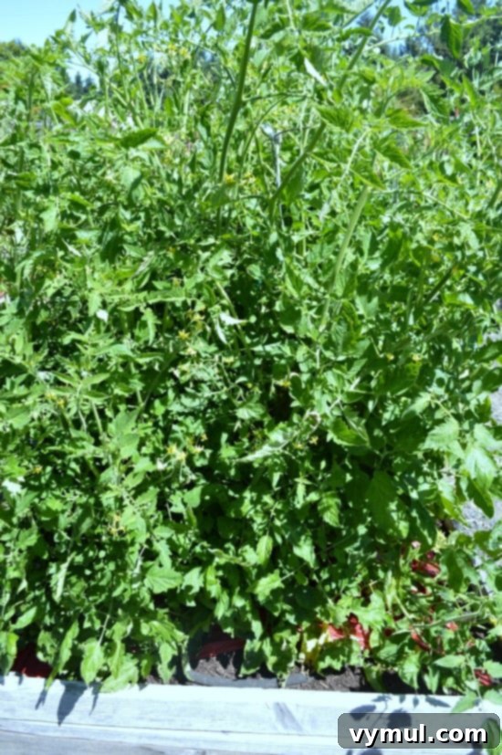 Protect Your Tomatoes From Early Blight 3 Healthy Tomatoes - An Oregon Cottage