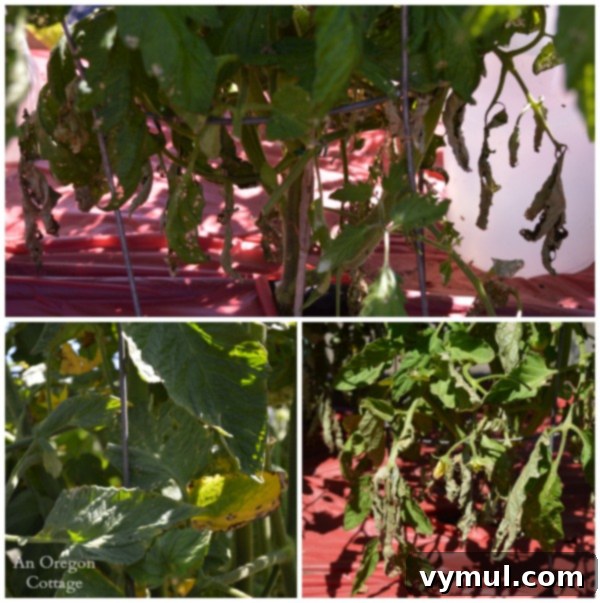 Protect Your Tomatoes From Early Blight 4 Early Tomato Blight Damage - An Oregon Cottage