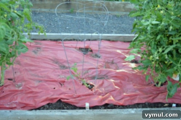 Protect Your Tomatoes From Early Blight 5 Tomatoes destroyed from Early Blight - An Oregon Cottage