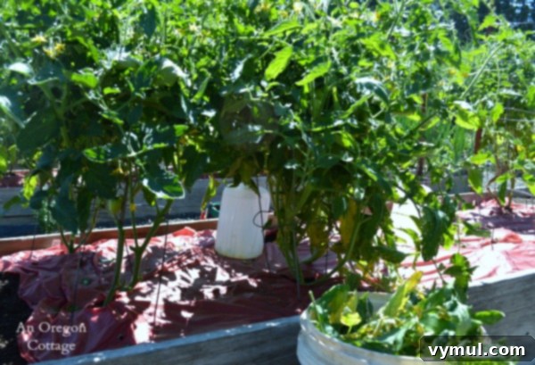 Protect Your Tomatoes From Early Blight 6 Pruning Tomatoes with Early Blight - An Oregon Cottage