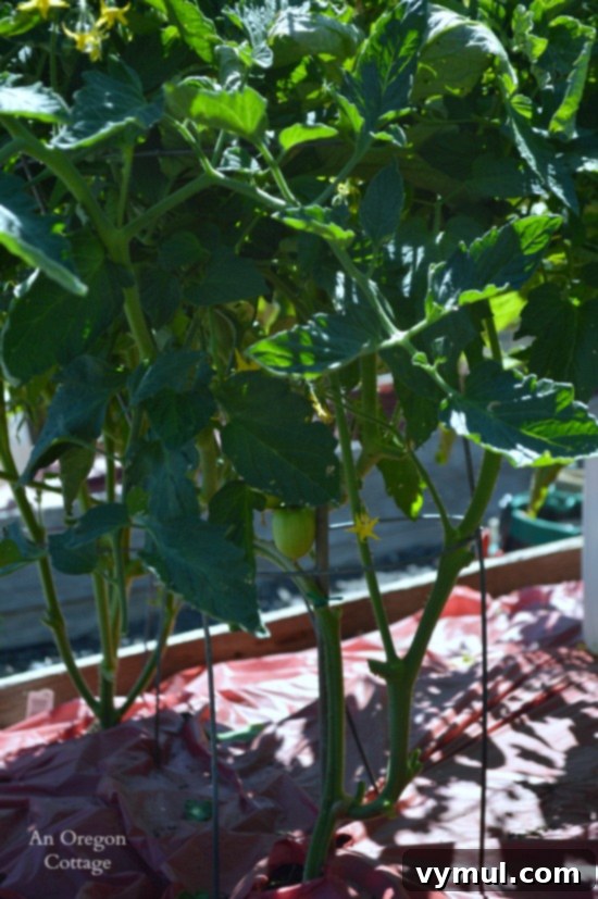 Protect Your Tomatoes From Early Blight 7 Pruned Tomatoes Plants