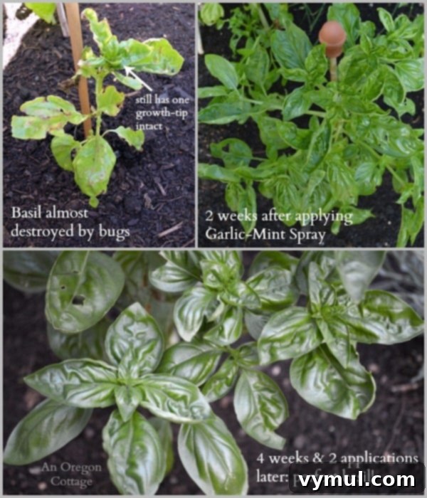 Effective DIY Natural Insect Spray for Thriving Plants 3 Before and after comparison of bug-eaten basil treated with homemade garlic-mint spray