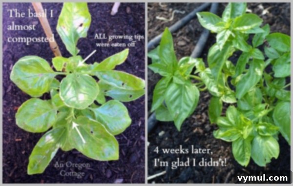 Effective DIY Natural Insect Spray for Thriving Plants 5 Comparison of severely damaged basil and its recovery with homemade garlic-mint insect spray