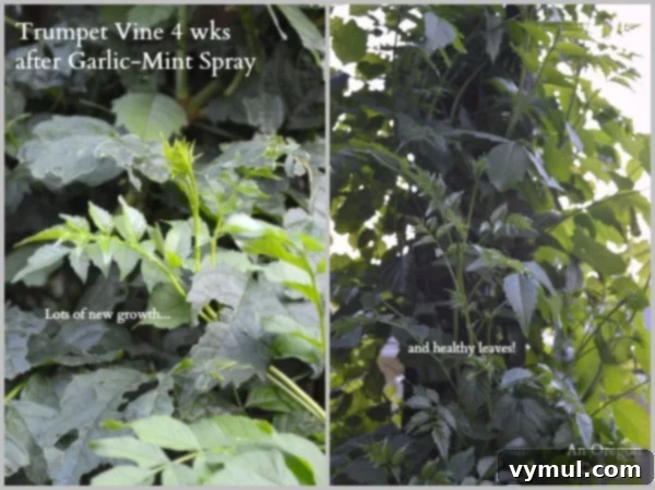 Effective DIY Natural Insect Spray for Thriving Plants 7 Healthy trumpet vine growing vigorously after being treated with garlic-mint spray