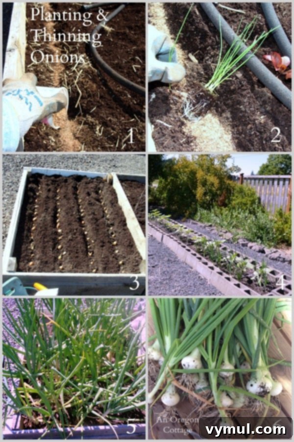 Onion Mastery: From Garden to Gourmet 3 Ultimate Onion Guide-Planting and Thinning Onions via An Oregon Cottage