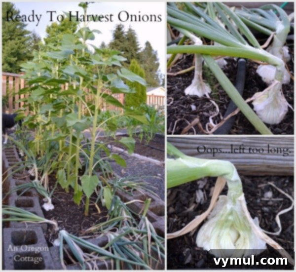Onion Mastery: From Garden to Gourmet 4 Onions Ready to Harvest - An Oregon Cottage