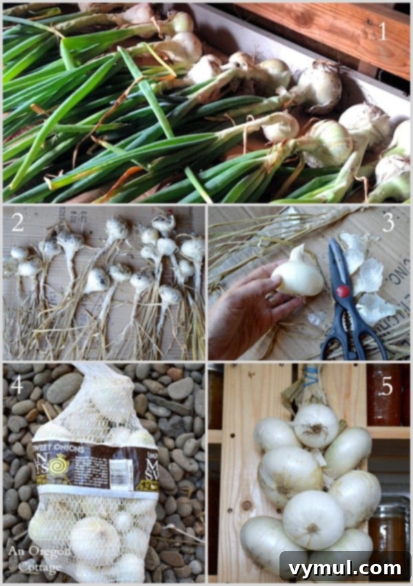 Onion Mastery: From Garden to Gourmet 5 Ultimate Onion Guide-Drying and Storing Onions via An Oregon Cottage