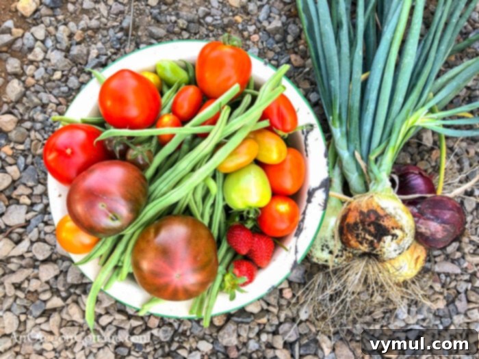 August Garden Checklist for PNW Climates 3 A bountiful early August harvest featuring onions and ripe tomatoes, representing peak season yields.