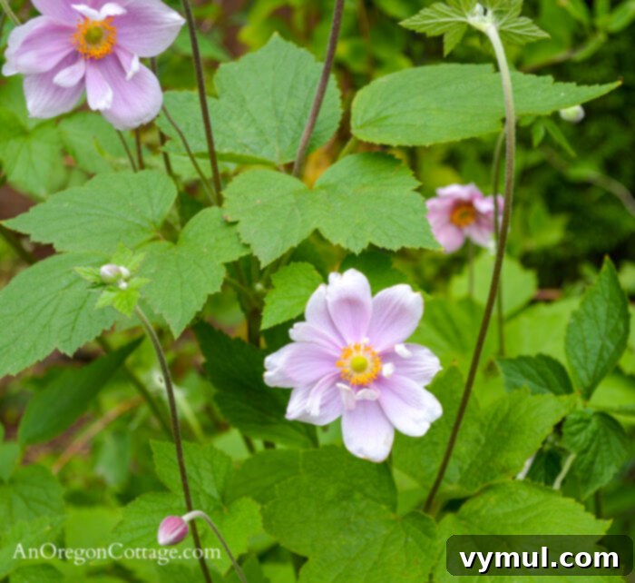 August Garden Checklist for PNW Climates 4 A vibrant Japanese Anemone in bloom, adding late summer color to the flower garden in August.