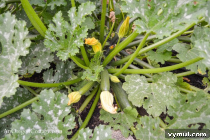 August Garden Checklist for PNW Climates 5 A healthy zucchini plant flourishing in the August garden, ready for harvest.