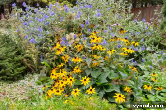 September's PNW Garden Checklist 4 Black-eyed Susan and Ceanothus blooming beautifully in a September garden, adding late-season color and texture.