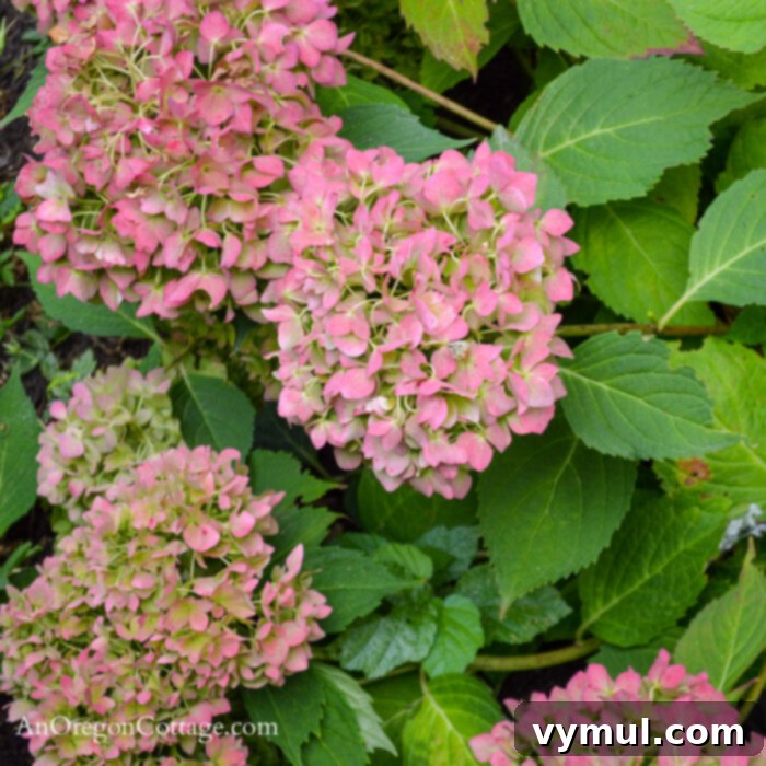 September's PNW Garden Checklist 5 A stunning pink hydrangea in full bloom during September, showcasing the late-season beauty of the garden.