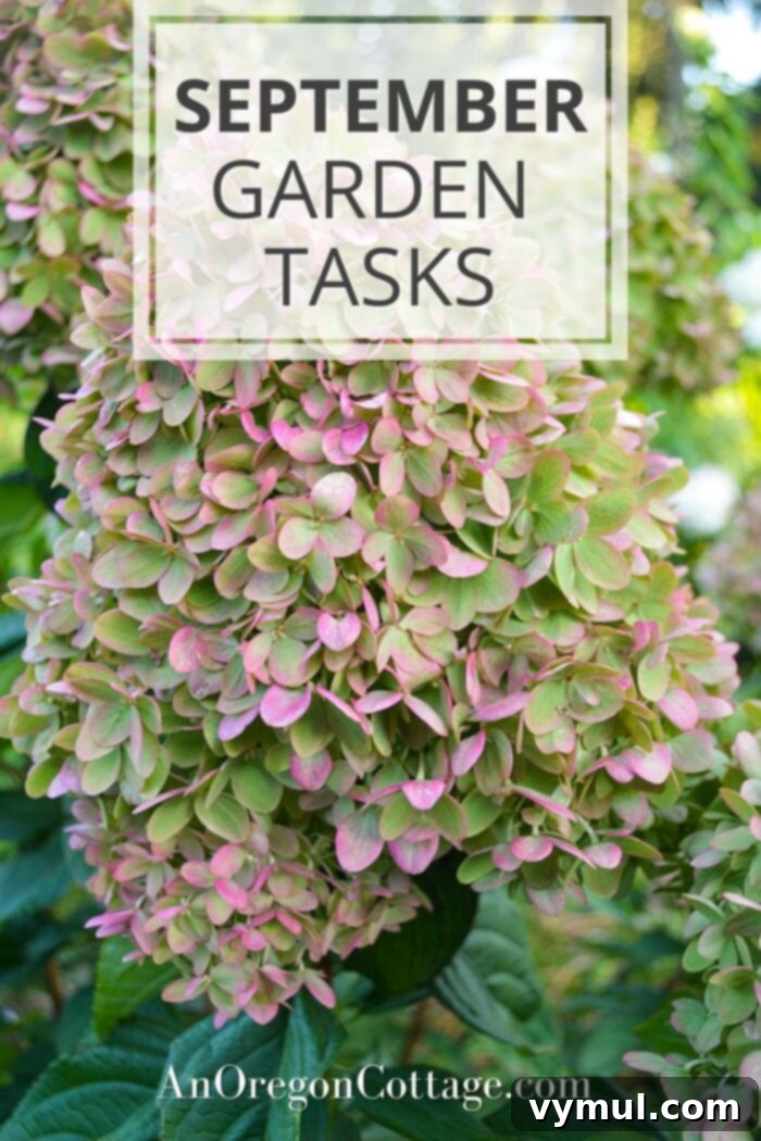September's PNW Garden Checklist 6 A delicate Little Lime Hydrangea bloom in September, hinting at the beauty of late-season garden flowers.
