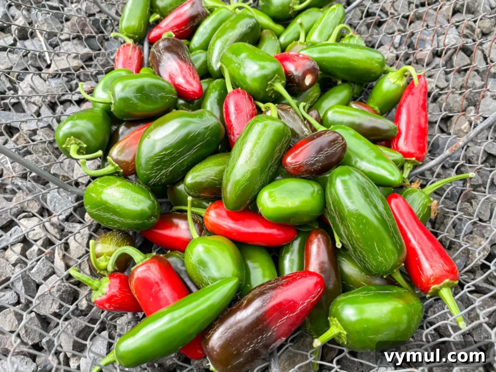 red and green jalapeno peppers 