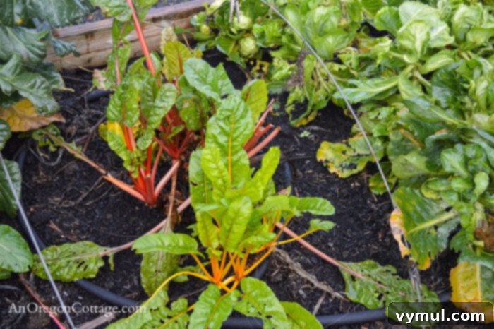 November Garden Prep: A PNW Checklist for Winter 3 Chard and cabbage in November garden